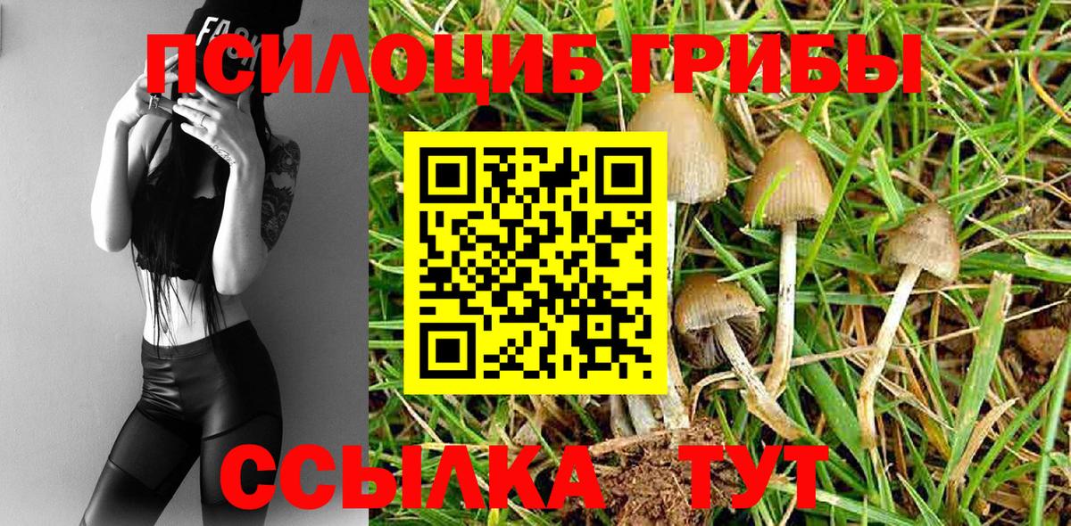 Псилоцибиновые грибы Psilocybe Пенза